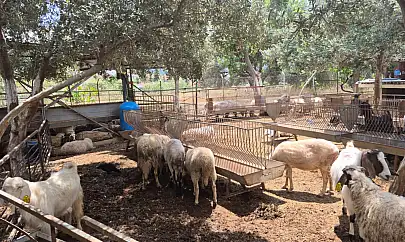 Bayram Öncesi Kurbanlıklar Hızla Tükeniyor