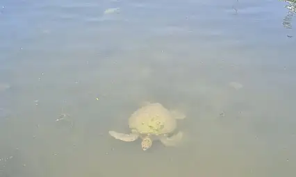 Caretta Carettalar Fethiye'de Görüntülendi