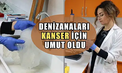 Denizanaları kanser için umut oldu