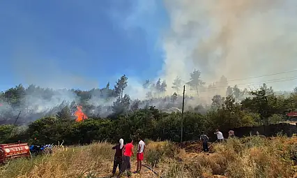 Muğla Menteşe'de orman yangını!