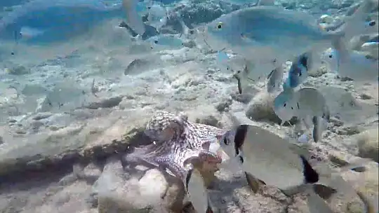 'Boksör' ahtapot Kerim Can