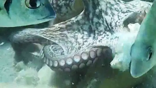 'Boksör' ahtapot Kerim Can