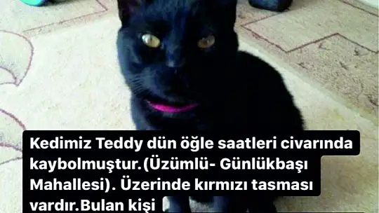 Her yerde kaybolan kedisini arıyor