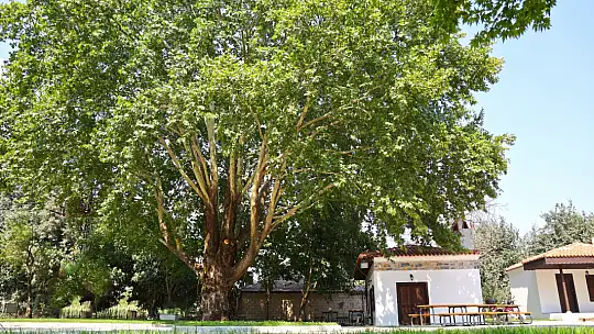 Tarihi Narlı Kahvesi'ne Yoğun İlgi 