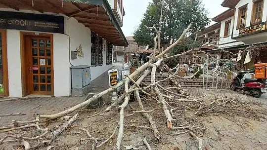 110 YILLIK TESCİLLİ ÇINAR DEVRİLDİ