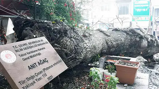 110 YILLIK TESCİLLİ ÇINAR DEVRİLDİ