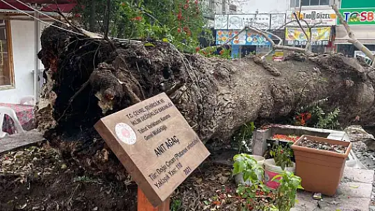 110 YILLIK TESCİLLİ ÇINAR DEVRİLDİ