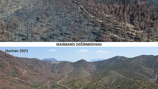 Ormanlık alanlar yeniden yeşeriyor