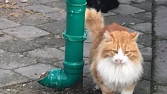 Fethiye mama kapları ile donatıldı