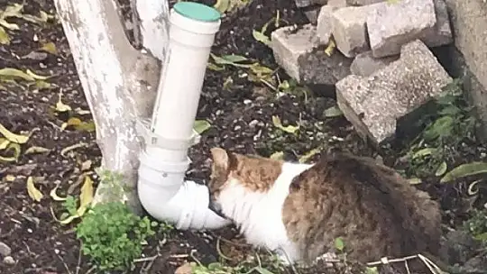 Fethiye mama kapları ile donatıldı