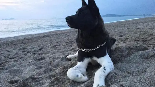 Minik İdil ölümden döndü 