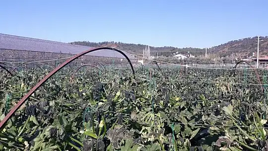 Fethiye'de kabak ve barbunya üreticileri, dona teslim oldu