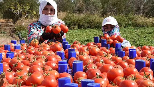 ÜRETİCİLERİN DİKKATİNE  ÇKS BAŞVURULARI BAŞLADI!