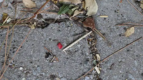 18 YAŞINDA HAYATINI KAYBEDEN BERFİN'İN AİLESİ, KAZANIN AYDINLATILMASINI İSTİYOR