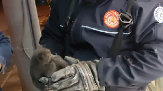 SIKIŞAN YAVRU KEDİ KURTARILDI