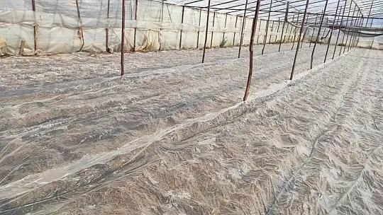 Fethiye ve Seydikemer'de seralar sezona hazırlanıyor