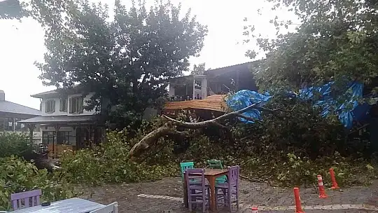 2000 yıllık anıt çınar ağacı şiddetli rüzgara dayanamadı