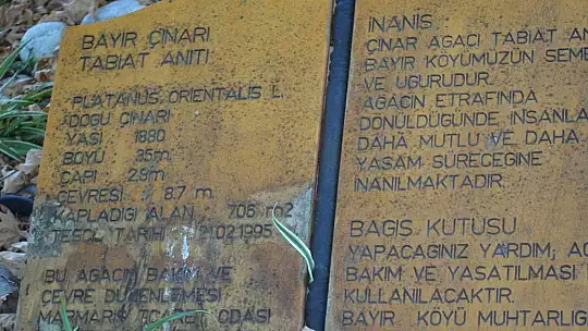 2000 yıllık anıt çınar ağacı şiddetli rüzgara dayanamadı