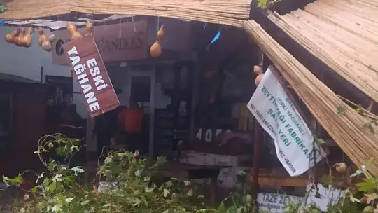 2000 yıllık anıt çınar ağacı şiddetli rüzgara dayanamadı