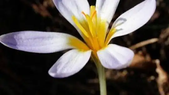 FTSO Babadağ'ın endemik bitkilerini kayıt altına aldı