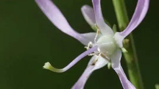 FTSO Babadağ'ın endemik bitkilerini kayıt altına aldı