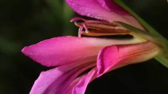 FTSO Babadağ'ın endemik bitkilerini kayıt altına aldı