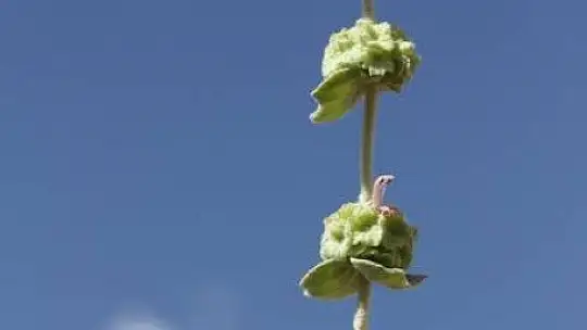 FTSO Babadağ'ın endemik bitkilerini kayıt altına aldı