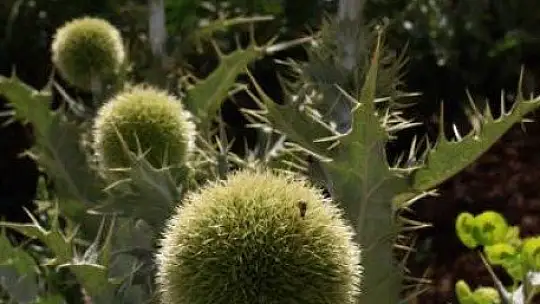 FTSO Babadağ'ın endemik bitkilerini kayıt altına aldı