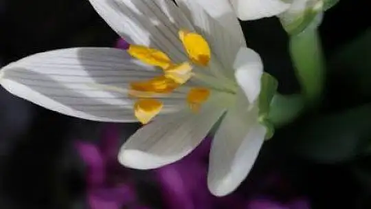 FTSO Babadağ'ın endemik bitkilerini kayıt altına aldı