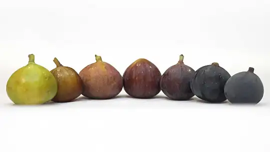 Fethiye ve Seydikemer'de Üstün İncir Tipleri Belirleniyor