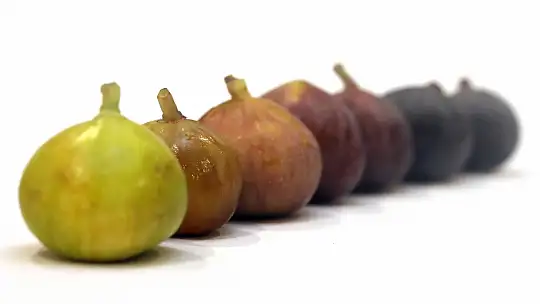 Fethiye ve Seydikemer'de Üstün İncir Tipleri Belirleniyor