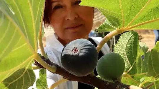 Fethiye ve Seydikemer'de Üstün İncir Tipleri Belirleniyor