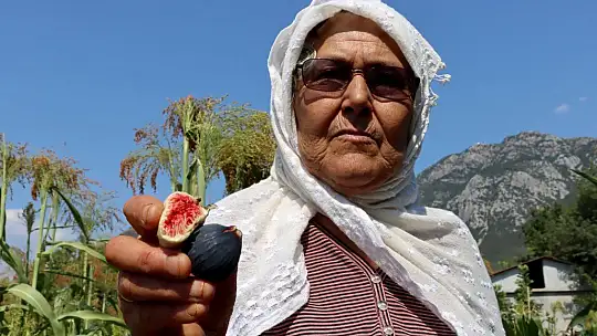 Fethiye ve Seydikemer'de Üstün İncir Tipleri Belirleniyor
