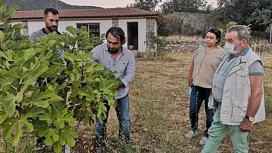 Fethiye Kaya İnciri'ne İhracat Kapısı Açılıyor