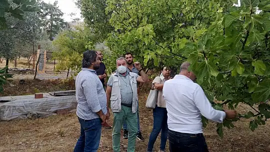 Fethiye Kaya İnciri'ne İhracat Kapısı Açılıyor