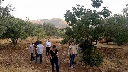 Fethiye Kaya İnciri'ne İhracat Kapısı Açılıyor