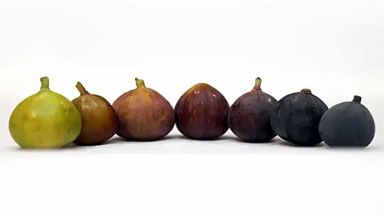 Başkan Çıralı, 'Fethiye Kaya İnciri bölgenin AB tescilli ilk ürünü olacak'