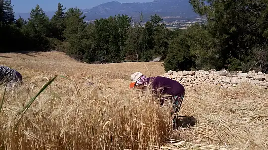 Buğday hasadını geleneksel yöntemlerle yapıyorlar