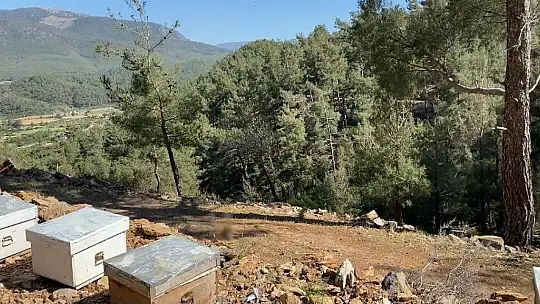 Girgin, Buralar çam balının kalbi zeytinin diyarı