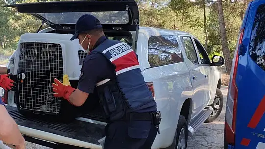 Nesli tükenmekte olan Oklu Kirpi emin ellerde