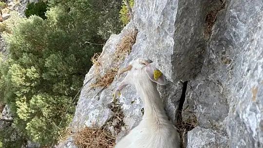 3 gün 10 metrelik çukurda mahsur kalan keçi kurtarıldı
