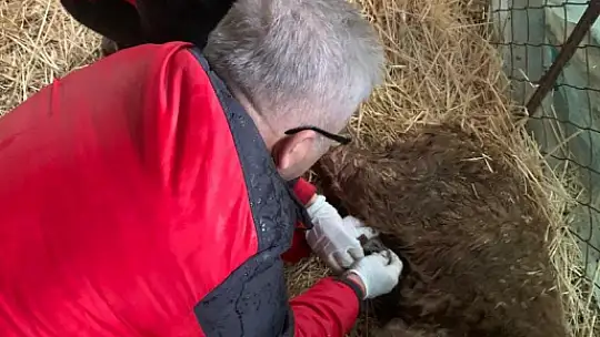 'BUZAĞINA SAHİP ÇIK' PROJESİ SÜRÜYOR