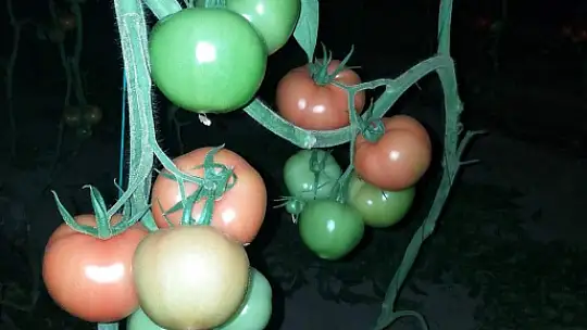 SERALARDA 'DON' NÖBETİ BAŞLADI