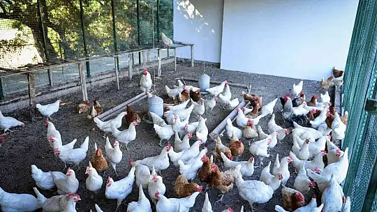 35 yıllık turizmci Meşealtı Otantik Kebap'ı kışın da devreye soktu