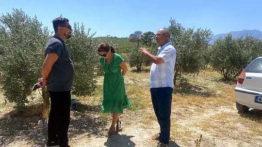 Fethiye ve Seydikemer zeytini için üretim modeli oluşturulacak