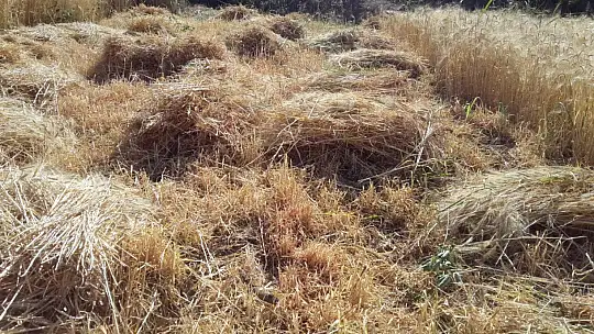 Buğday hasadını geleneksel yöntemlerle yapıyorlar