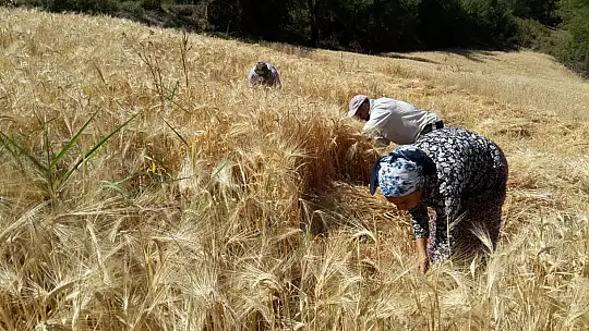 Buğday hasadını geleneksel yöntemlerle yapıyorlar