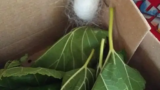 4 yaşındaki Deniz'in ipek böcekleri ile dostluğu görenleri gülümsetiyor