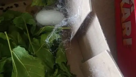 4 yaşındaki Deniz'in ipek böcekleri ile dostluğu görenleri gülümsetiyor