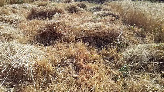 Buğday hasadını geleneksel yöntemlerle yapıyorlar